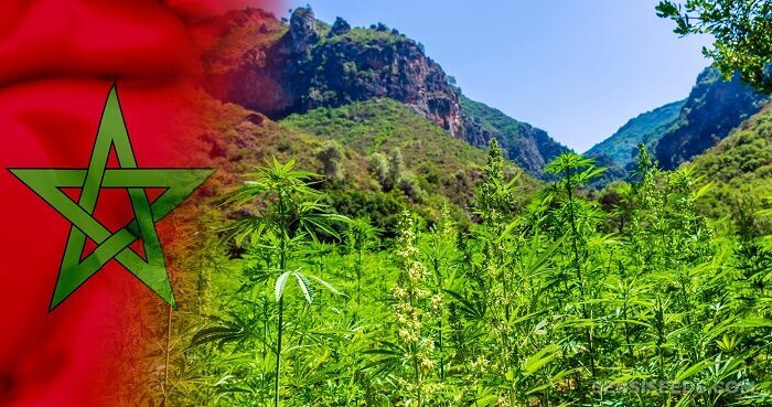 Le Maroc amnistie les cultivateurs du cannabis