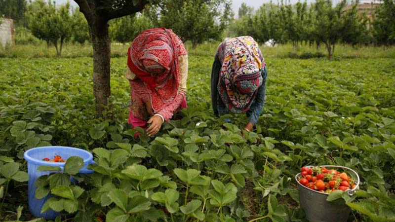 Enquête danoise sur les travailleuses de la fraise marocaines