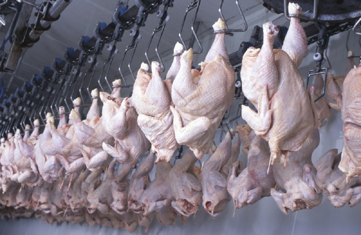 Algérie: Les raisons de la flambée du prix du poulet