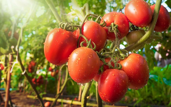 Le Maroc augmente ses exportations de tomates vers l’UE