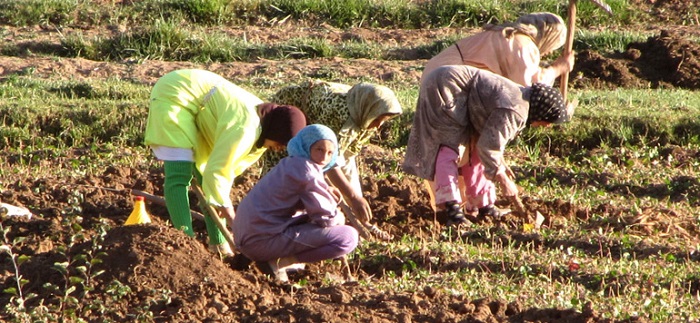 Maroc: accentuation de la précarité de la main d’œuvre féminine