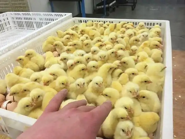 Vidéo : des poussins jetés dans la nature à cause des prix