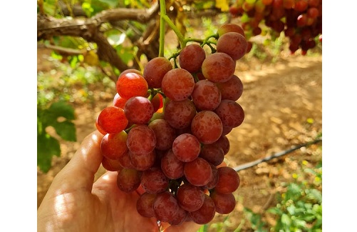 Les premiers raisins marocains attendus dans quelques jours