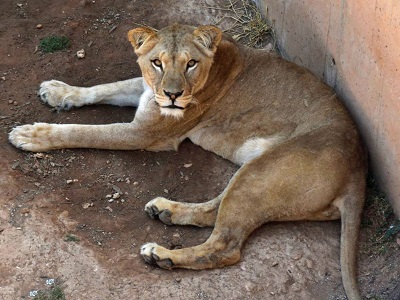 La lionne de Barbarie du Maroc arrive au zoo de Hanovre