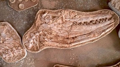 Un dinosaure marin géant découvert au Maroc