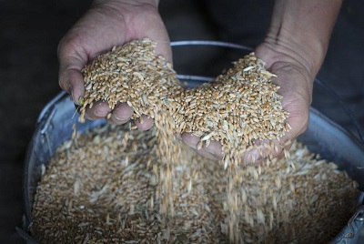 L’Algérie lance un appel d’offre pour acheter du blé