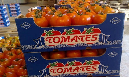 Le Maroc talonne l’Espagne dans les exportations de tomates