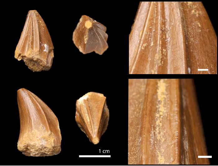 Un fossile de mosasaure avec d’étranges « dents de tournevis » découvert au Maroc